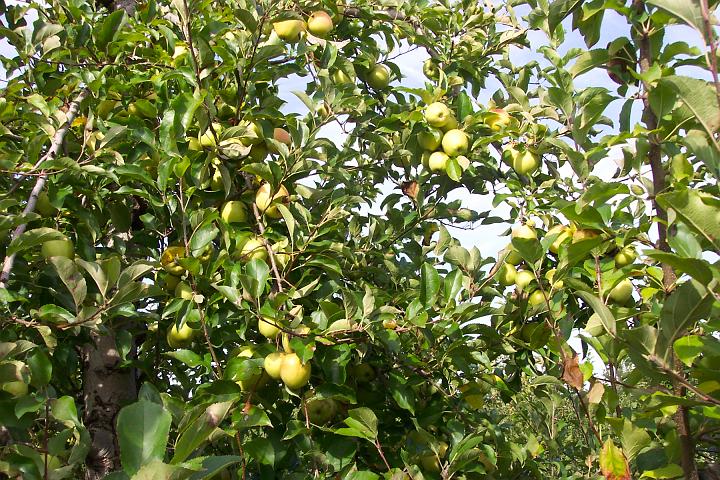 apple 007.jpg